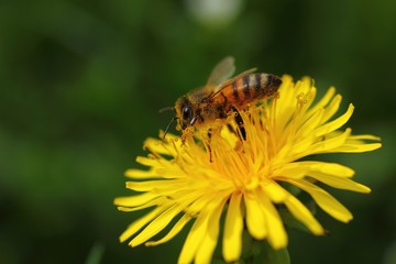 Honey bee collecting nectar on dandelion flower
