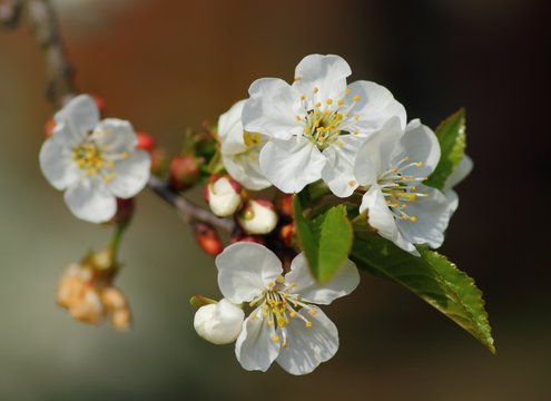 blooming pear tree spring flower