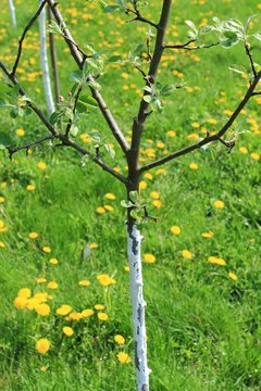 Young apple tree in orchard. Whitewash fruit trees in the spring garden