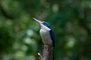 Collared kingfisher