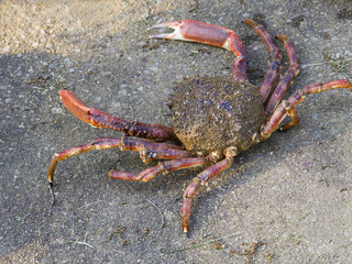 Araignée de mer de retour de la pêche