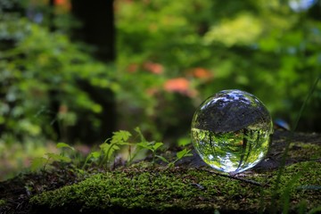 森の中の水晶玉