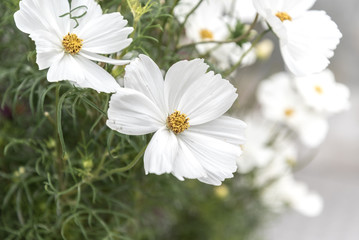 White flowers in planters