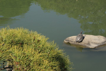 後楽園の亀