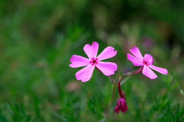 blooming flowers in green field