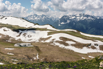 Alpine flower meadows with snow against the background of high mountains.