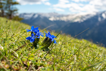 Bright blue wildflowers bloom in the mountain meadow