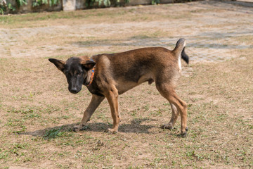 Thai puppy playing in the garden.