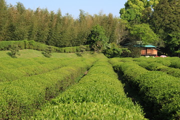 Fototapeta na wymiar 後楽園の茶畑