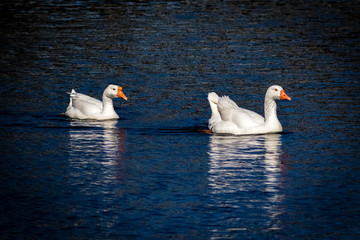 Pair of Swans