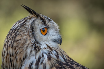 A very close profile portrait of a eurasian eagle owl looking to the right with space for text