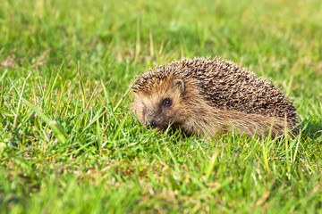 wildlife young european hedgehog on green grass