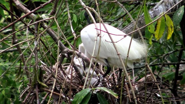 4k, White bird Egretta Garzetta nesting in spring. An adult Little egret take care the nest and chicks on tree of the lake at the Daan Forest Park in Taipei city, Taiwan-Dan