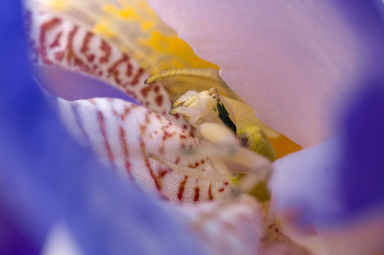 Crab spider on flower