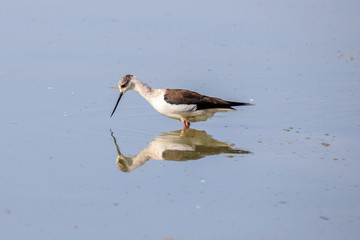 Cavaliere d'Italia (Himantopus himantopus)