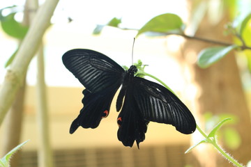 クロアゲハ