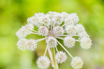 mosquito sitting on a flower