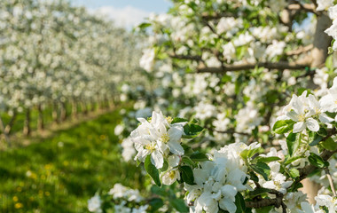 Apple tree blossom. Apple Orchards in spring time in the countryside of Non Valley (Val di Non), Trentino Alto Adige, northern Italy.