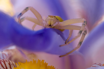 Crab spider on flower