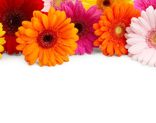 Gerbera flowers isolated on white background