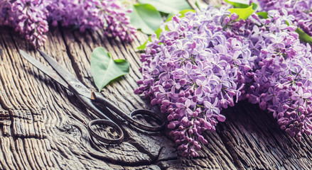 Obraz premium Bouquet of purple lilac and antique scissors on old wooden table