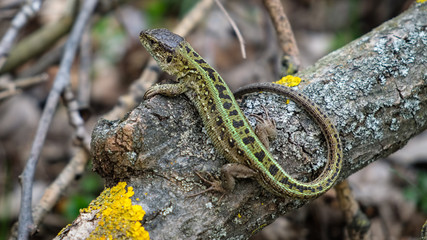 A green lizard stands on a broken branch
