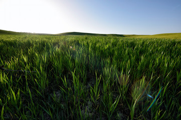 The hill of Tuscany, paradise is next /Tuscany My country My love, LOVELY EARTH from Italy, Tuscany land