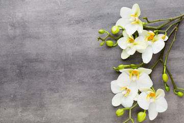 Beauty orchid on a gray background. Spa scene.