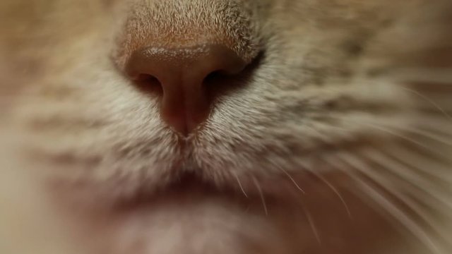 Cat's Nose, slider camera
