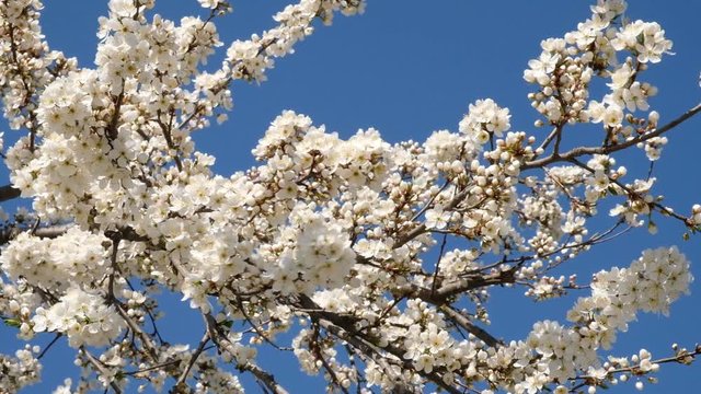 Spring flowering apricot tree. White flowers on the branches of a tree.