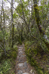 Whakapapa natural walk in Tongariro National Park, North Island, New Zealand.