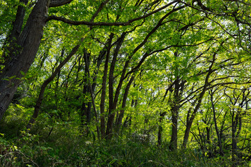 Obraz premium 新緑の林