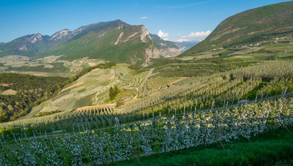 Naklejka premium Apple tree blossom. Apple Orchards in spring time in the countryside of Non Valley (Val di Non), Trentino Alto Adige, northern Italy.