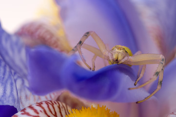 Crab spider on flower