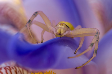Crab spider on flower