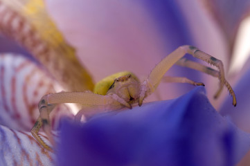 Crab spider on flower