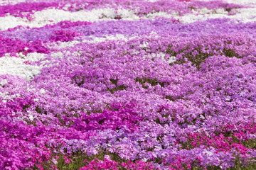 大村市松本つつじ園の芝桜