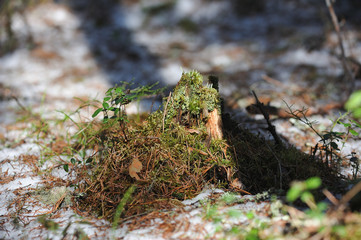 Cranberry in beginning spring.