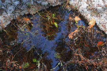 Puddle in forest in beginning of spring
