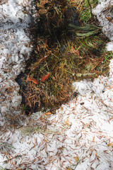 Puddle in forest in beginning of spring