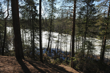 Forest lake in the spring forest