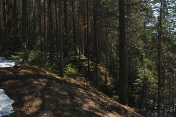 Spring in the coniferous forest