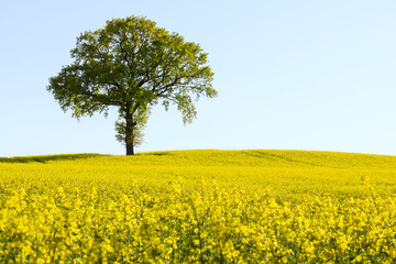 Obraz premium Beautiful rape seed field in the Lüneburg Heath (with copy-space), North Germany.