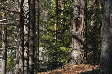 Spring in the coniferous forest