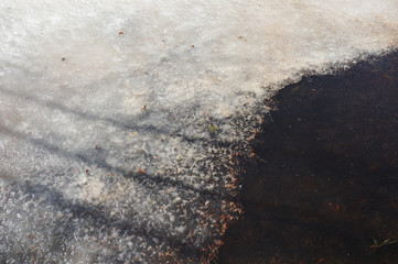 Puddle in forest in beginning of spring