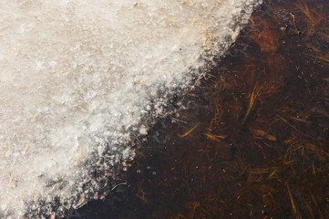 Puddle in forest in beginning of spring