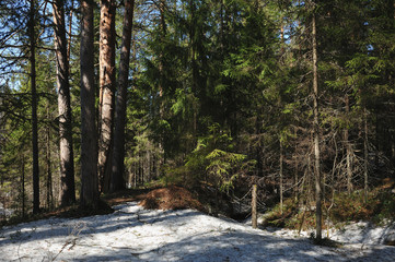 Spring in the coniferous forest