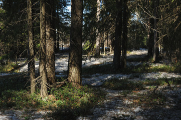 Spring in the coniferous forest