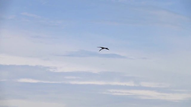 Asian Openbill Bird (Anastomus oscitans) Flying in the Sky at Thale Noi Waterfowl Reserve Lake, Thailand