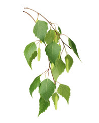 Birch leaves isolated on white background